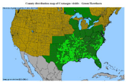 Green Hawthorn distribution map