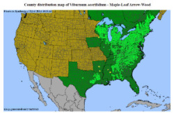 Mapleleaf Viburnum distribution map