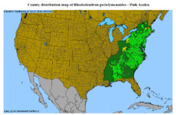 Pinxterbloom Azalea distribution map