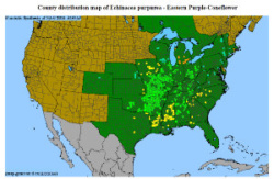 Purple coneflower distribution map