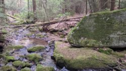 Photo of Bear Run Nature Reserve stream and boulders
