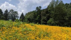 Photo of Bear Run Nature Reserve field with brown eyed susans