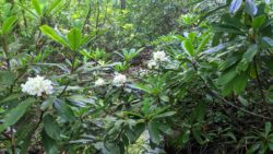 Photo of Bear Run Nature Reserve rhododendrons