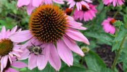 Photo of a honeybee on a flower