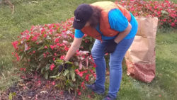 Photo of volunteer at a fall garden clean-up