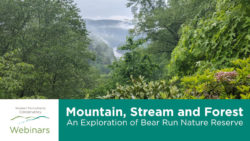 Photo of Bear Run scenic overlook