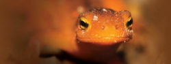 Photo of an orange amphibian