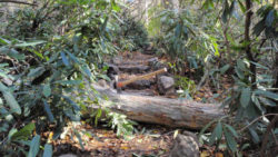 Photo of Bear Run Nature Reserve