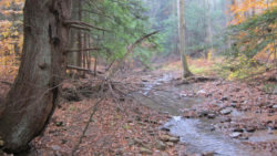 Photo of Bennet Branch Forest