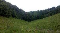 Photo of Bennett Branch Forest valley field and treeline