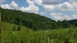 Photo of Bennett Branch Forest fence line and hillside