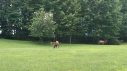 Photo of Dr. Colson E. Blakeslee Memorial Recreation Area grazing elk