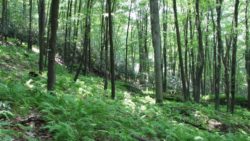 Photo of Dutch Hill Forest ferns on hillside
