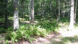 Photo of Dutch Hill Forest ferns along trail