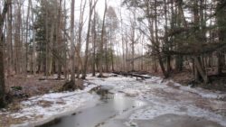 Photo of Helen B. Katz Natural Area frozen stream in winter