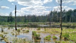 Photo of Helen B. Katz Natural Area wetland and trees in spring