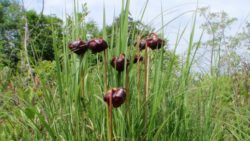 Photo of Lake Pleasant Conservation Area Pitcher Plant