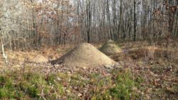Photo of Toms Run Nature Reserve upland ant mounds