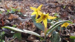 Photo of Toms Run Nature Reserve trout lilies