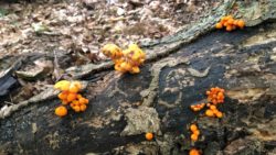 Photo of Toms Run Nature Reserve yellow mushrooms on log