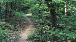 Photo of Toms Run Nature Reserve winding forest trail