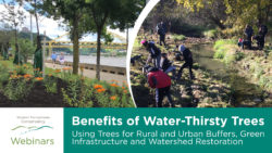 Cover Image for WPC Webinar - Benefits of Water-Thirsty Trees