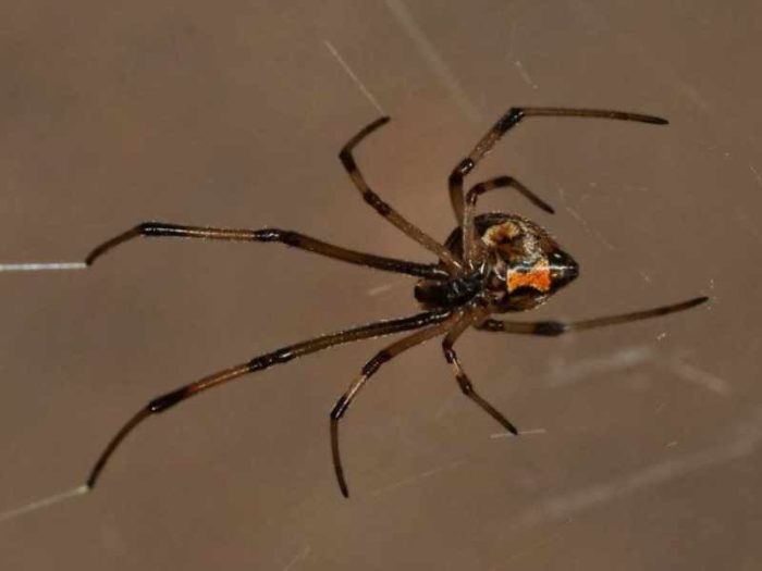 Brown Widow Spider, Photo Credit (for both images): User "gcochrane13" via iNaturalist.org (CC BY-NC 4.0)