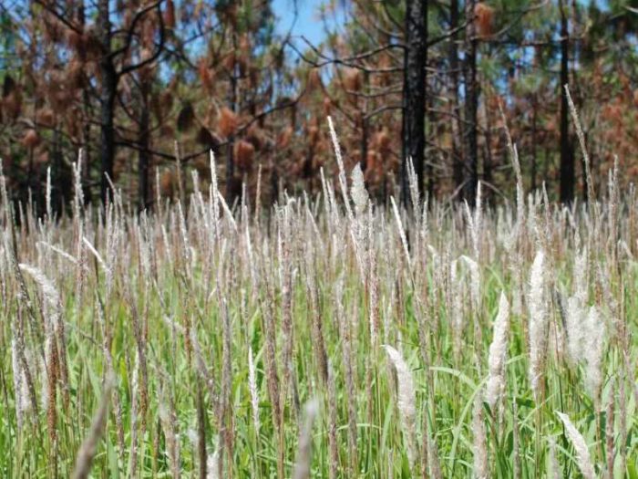 Cogon Grass, Photo Credit: Nancy Loewenstein, Auburn University, Bugwood.org (CC BY 3.0 US)