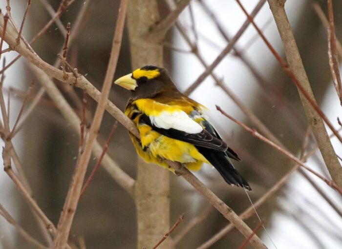 A recently tagged and released evening grosbeak in a tree displaying a nanotag