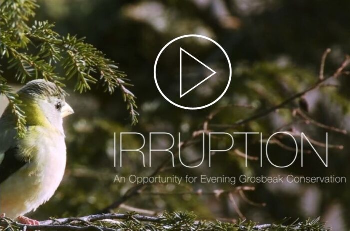 Click on this photo to view the video Irruption An opportunity for Evening Grosbeak Conservation with a play button