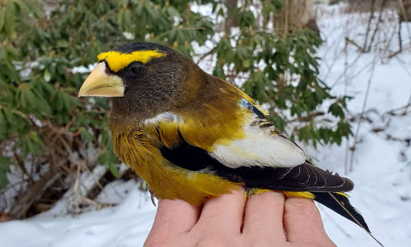 A recently tagged evening grosbeak perched on a hand displaying a nanotag