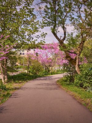 Redbud trees blooming along the Three Rivers Heritage Trail.