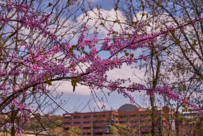 Redbuds blooming on crisscrossed limbs.