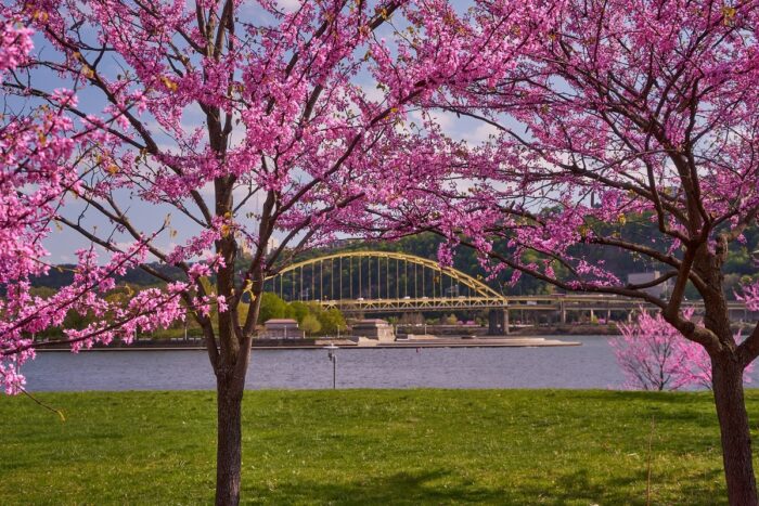 Fort Pitt Bridge and Point State Park, seen from behind blooming redbud trees on Pittsburgh's North Shore.