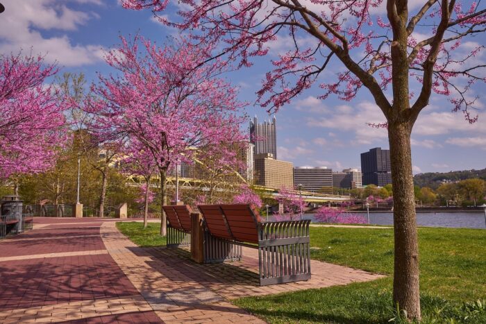 Pittsburgh's skyline and Fort Duquesne Bridge through blooming redbud trees on the North Shore walkway.