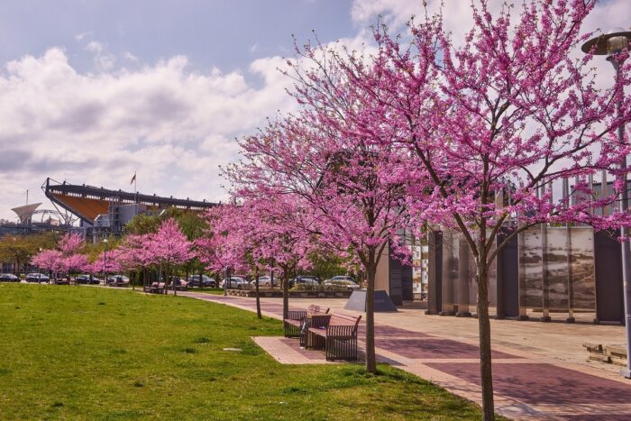 A row of blooming redbud trees near Pittsburgh's World War II Memorial and Acrisure Stadium (Heinz Field).