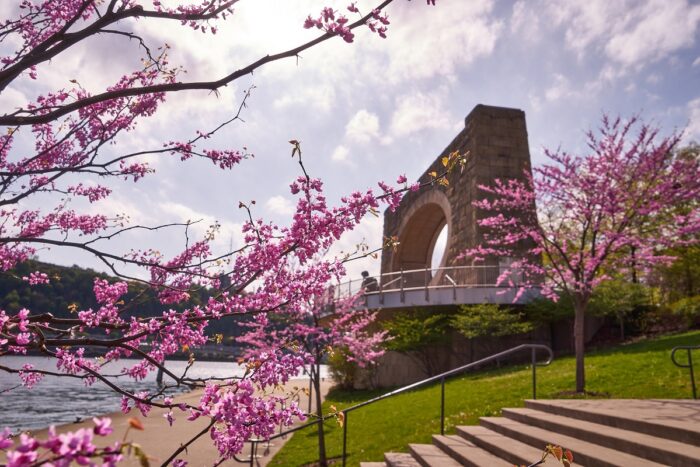 Pittsburgh's Fred Rogers Memorial seen through blooming redbud trees.