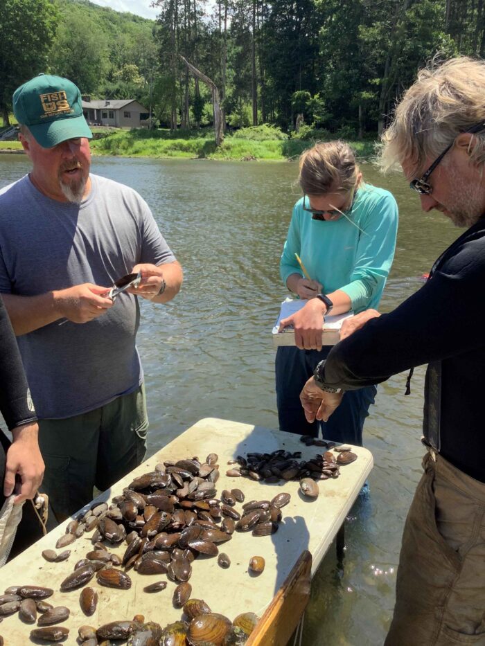 WPC staff assess mussels in ANF.