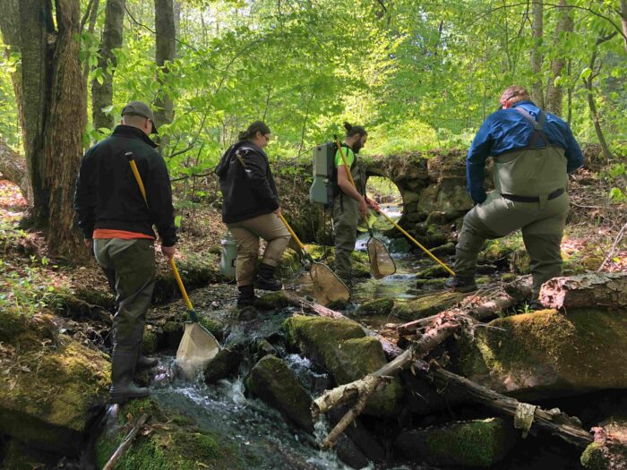 WPC staff conduct electrofishing on Bloomster Hollow in ANF.