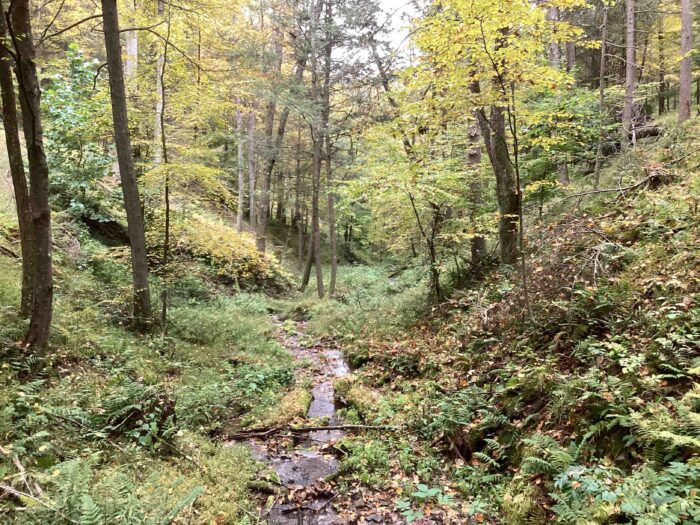 WPC Protects 414 Acres of Forestland in Cameron County for Elk State Forest