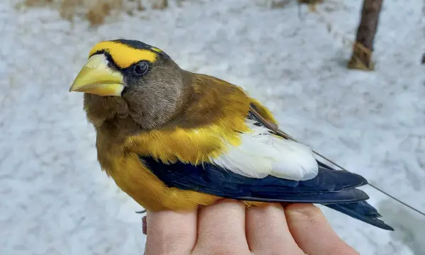 A recently tagged evening grosbeak perched on a hand displaying a nanotag