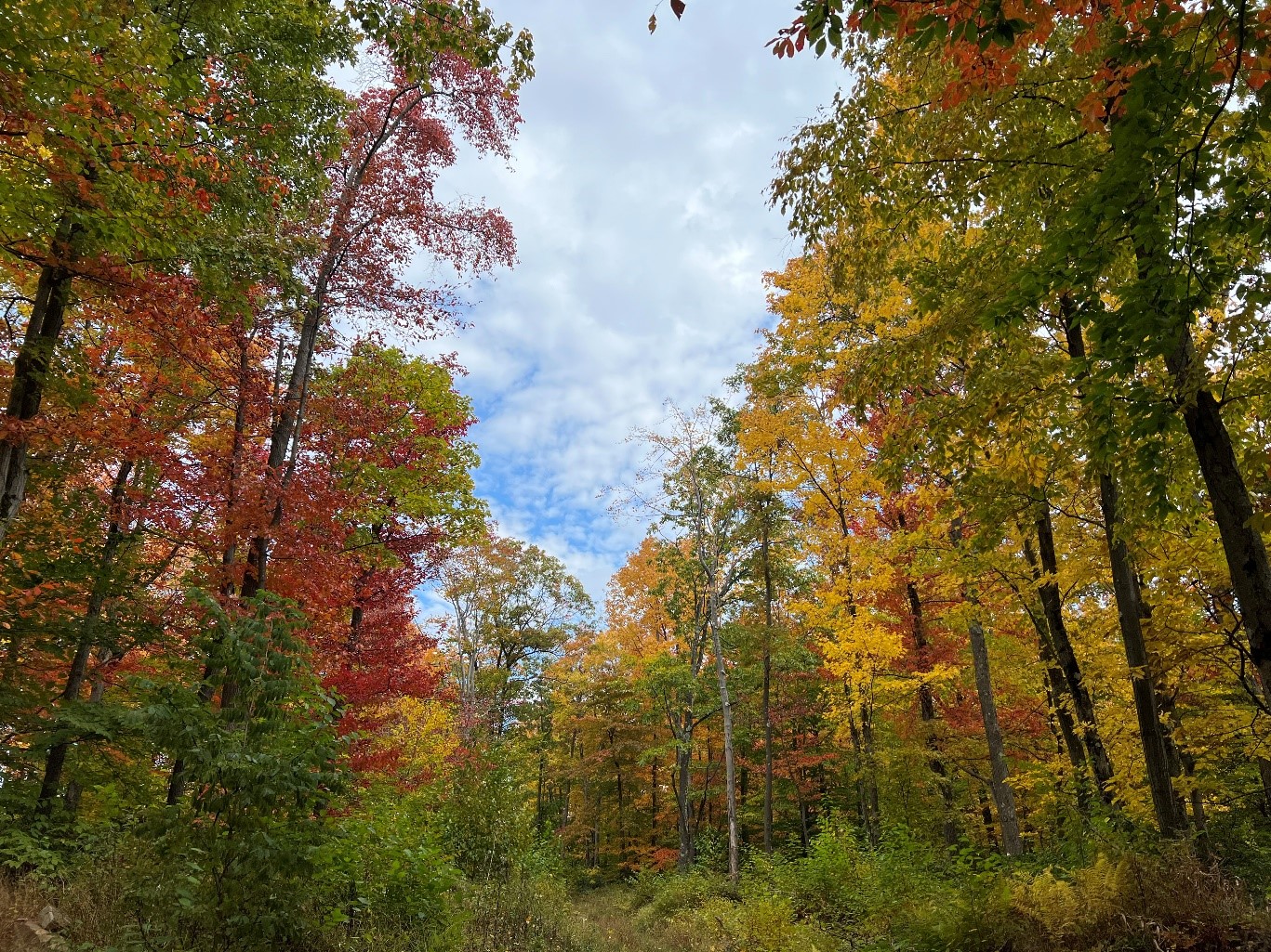 WPC Protects 410 Acres of Forestland Along Clear Creek, Adds to Forbes ...