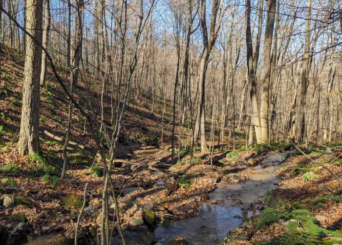 WPC Conservation Easements Protect Forestland, Streams in Westmoreland County