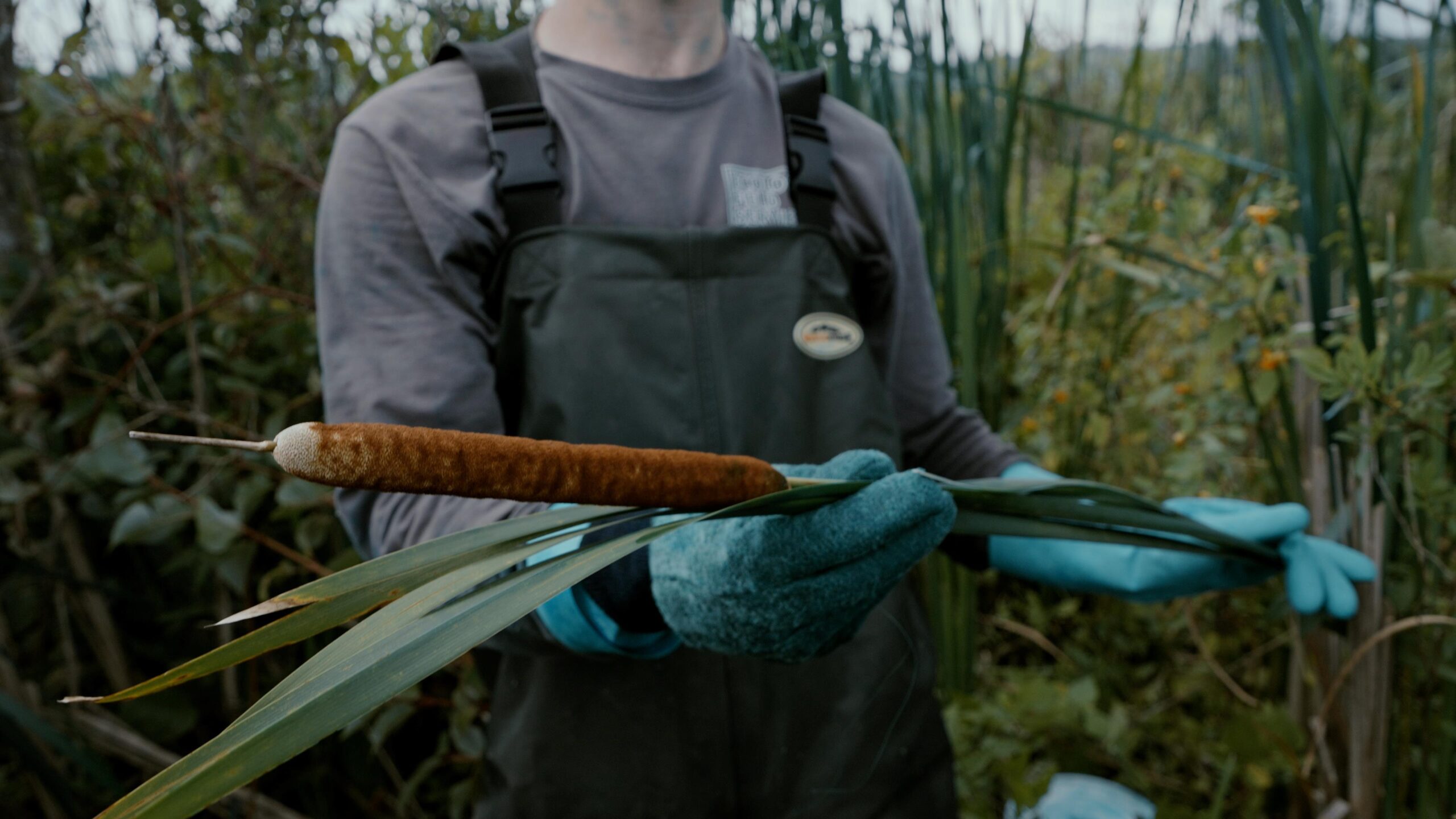 Invasive Cattail from the film Seeing the Unseen