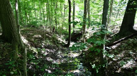 lower elk creek