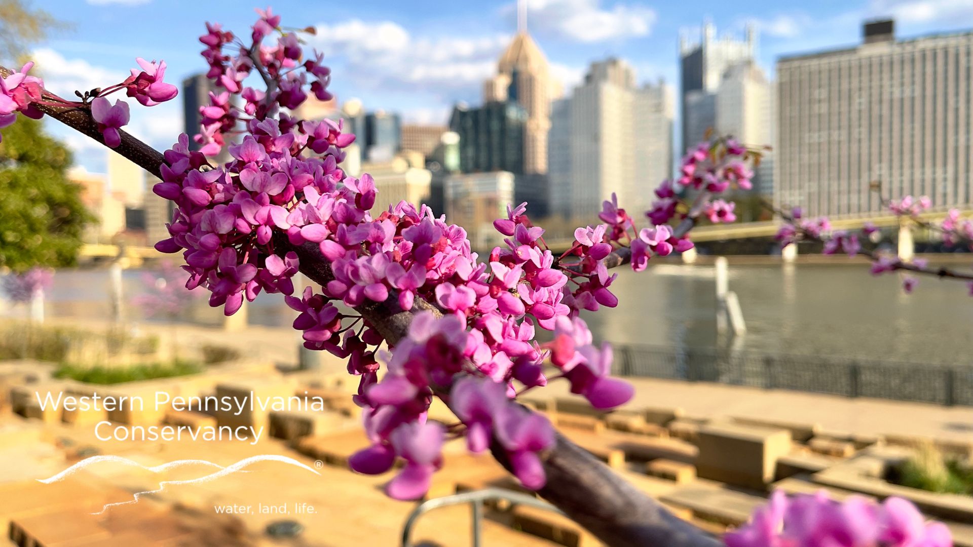redbud branch near water steps on North Shore with Pittsburgh skyline in background