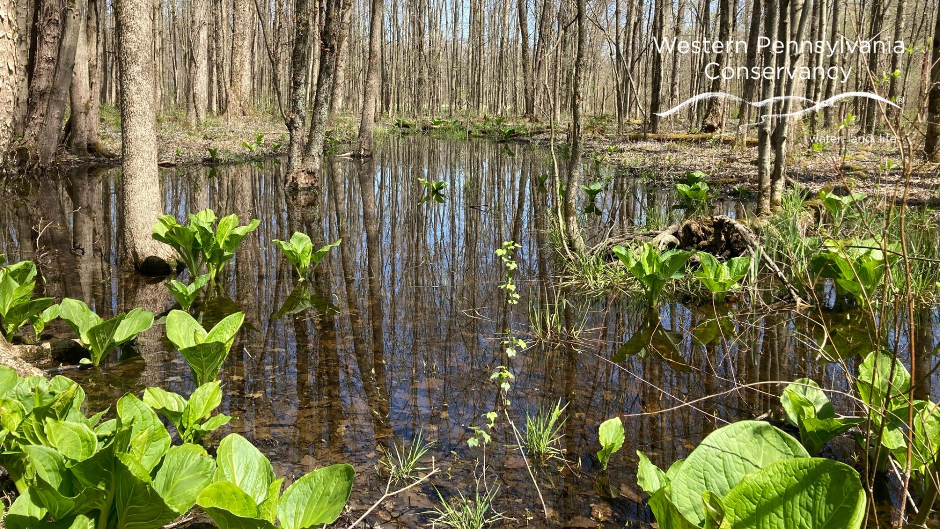 Vernal pool in spring at Conneaut Marsh Natural Area