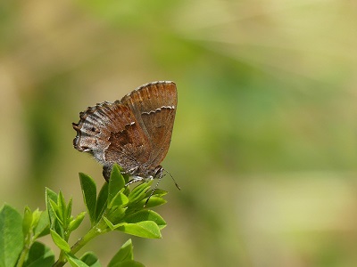 Callophrys-irus-Frosted Elfin Butterfly on a flower. The upperside of its wings is a uniform dark gray-brown, and the underside is variegated with pale scales on the hindwing.