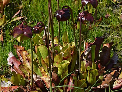 A small clump of Pitcher Plants with purple-red flowers and flaring, juglike leaves with downward-pointing bristles where it traps prey