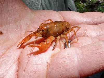 Upland Burrowing Crayfish (Cambarus dubius) on a human hand. Resembles a tiny lobster.